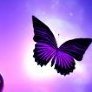 purplebutterfly
